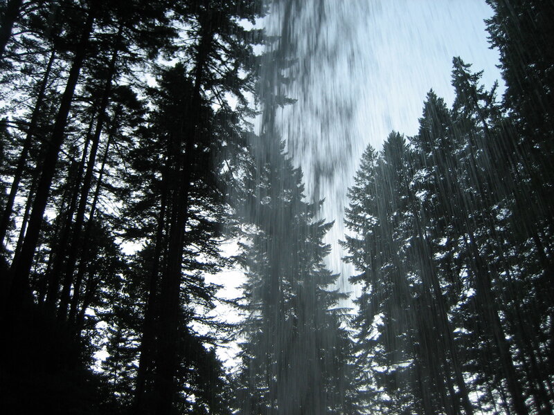 Rain falling in a forest