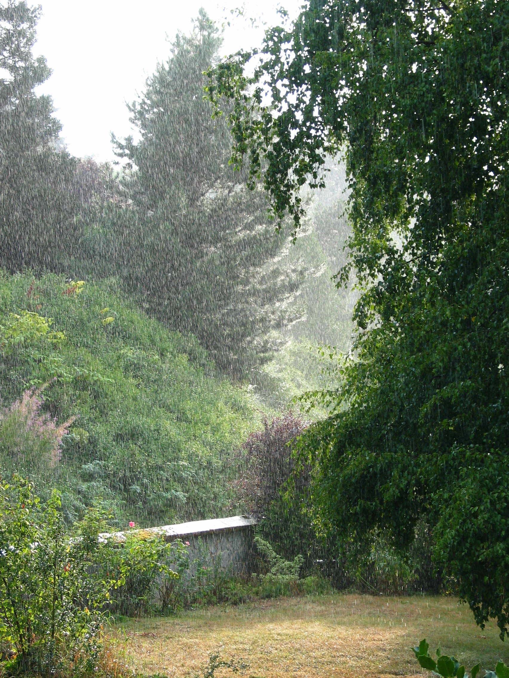 Rain falling in a garden