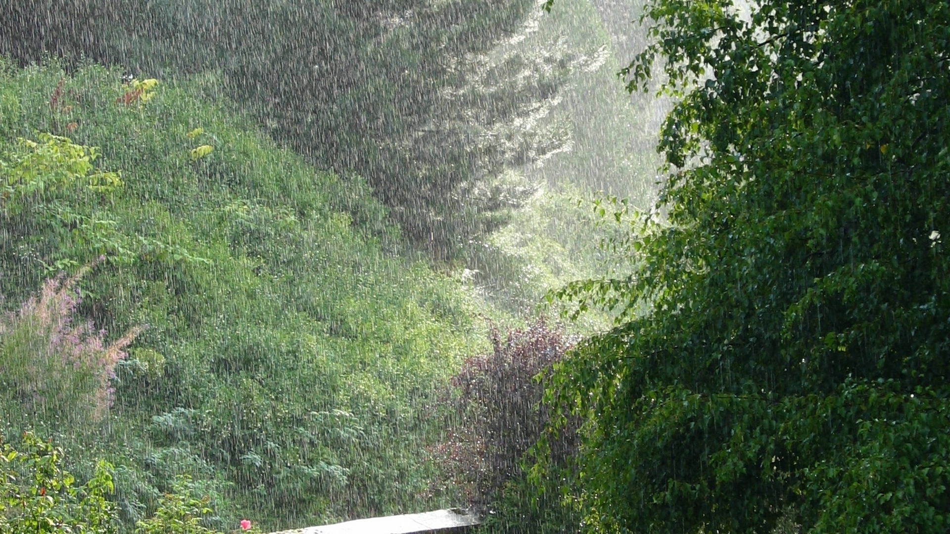 Rain falling on a green hillside
