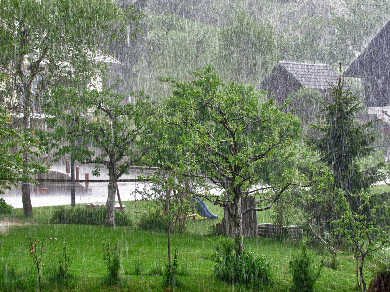 Rain Falling on Garden