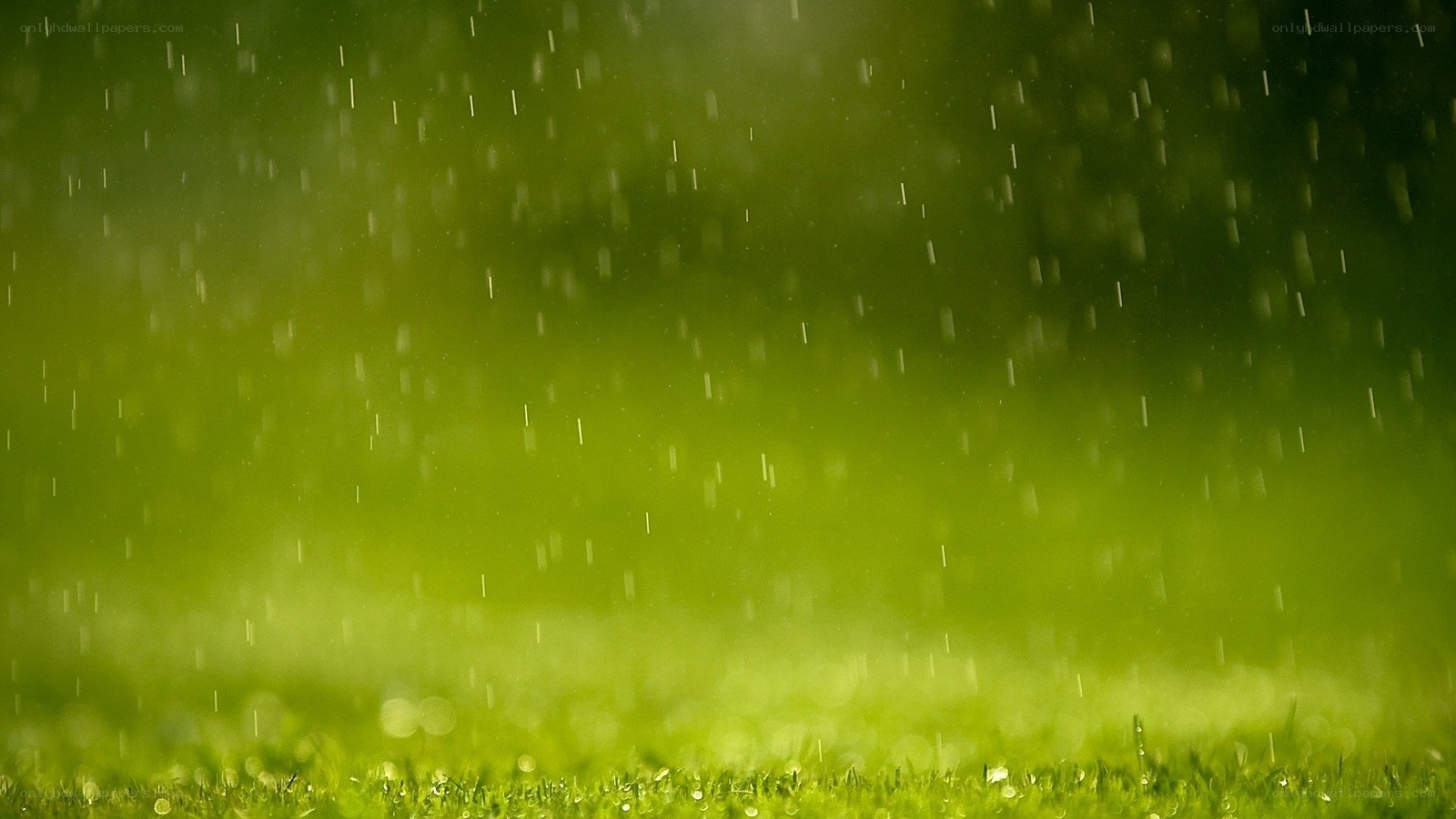 rain falling on green grass