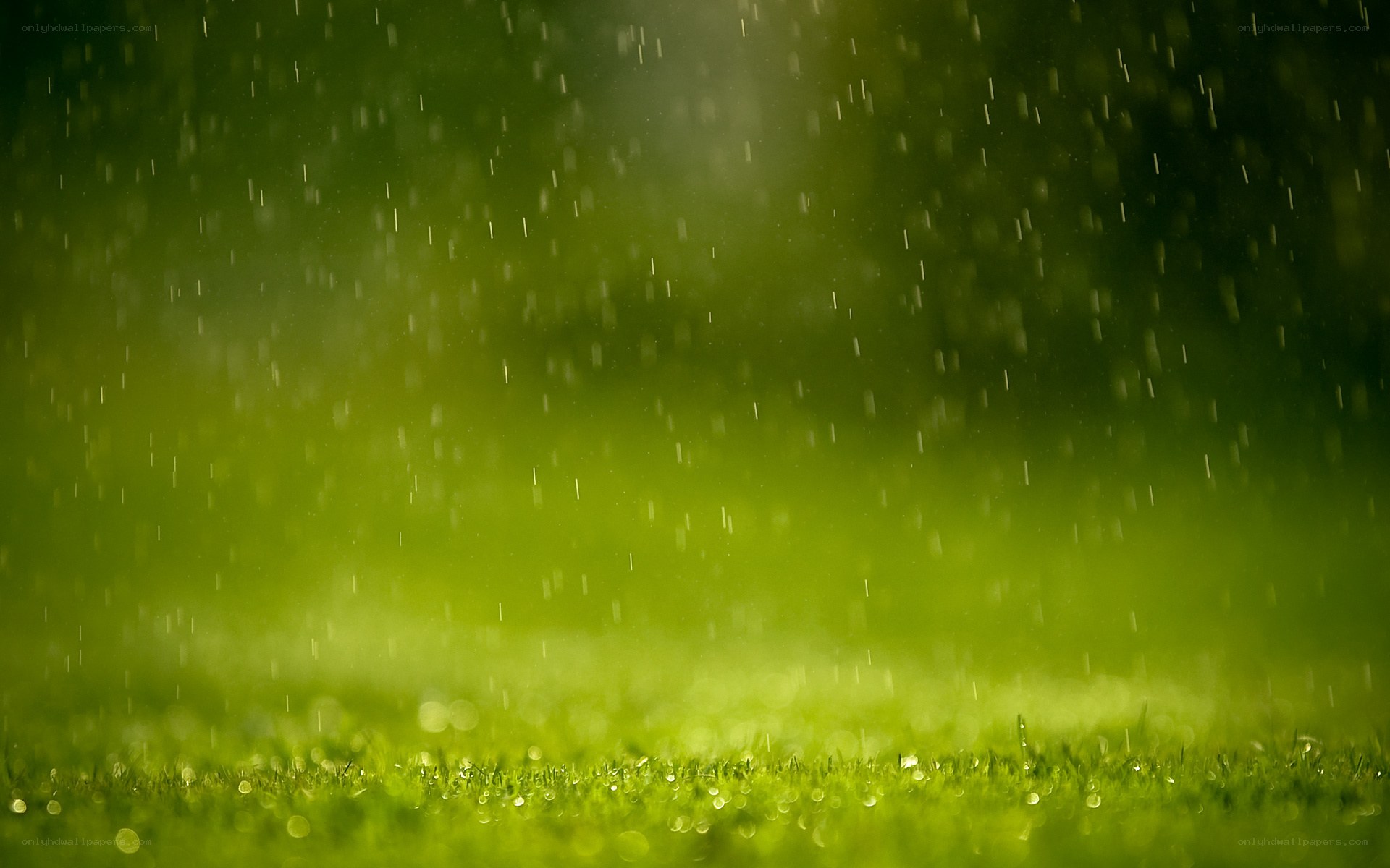 rain falling on green grass