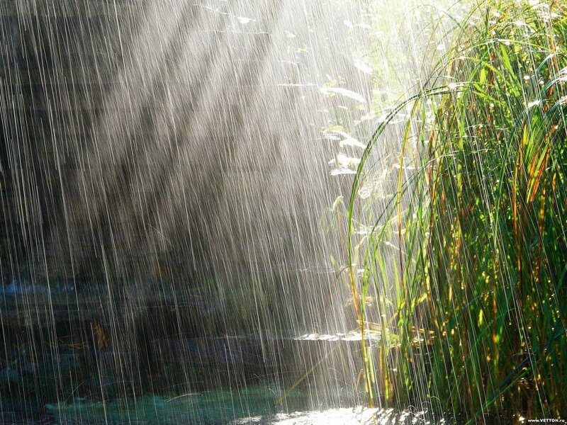 Rain falling on reeds
