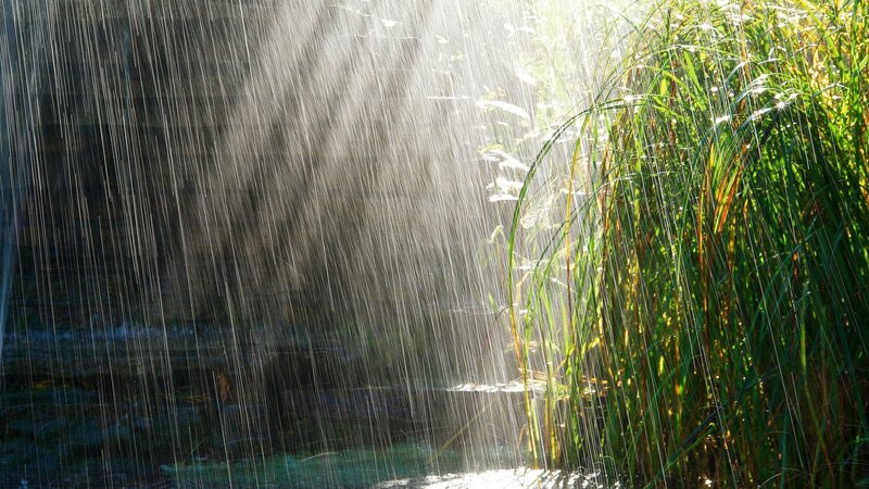 Rain Falling on Reeds — Green, Dramatic, Afternoon, Photograph, Sunlight