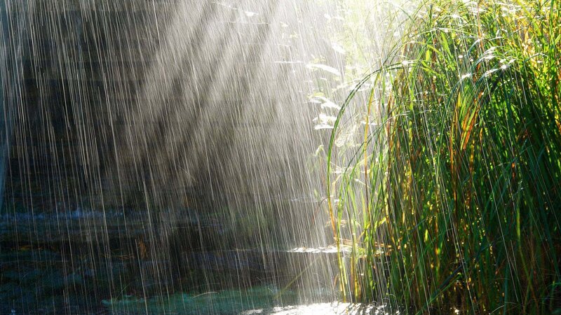 Rain Falling on Reeds — Green, Dramatic, Afternoon, Photograph