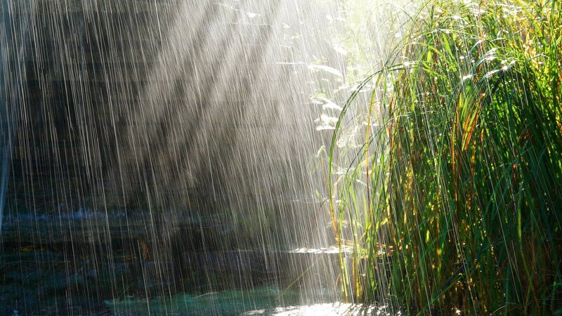 Rain Falling on Reeds — Green, Dramatic, Afternoon, Photograph, Water
