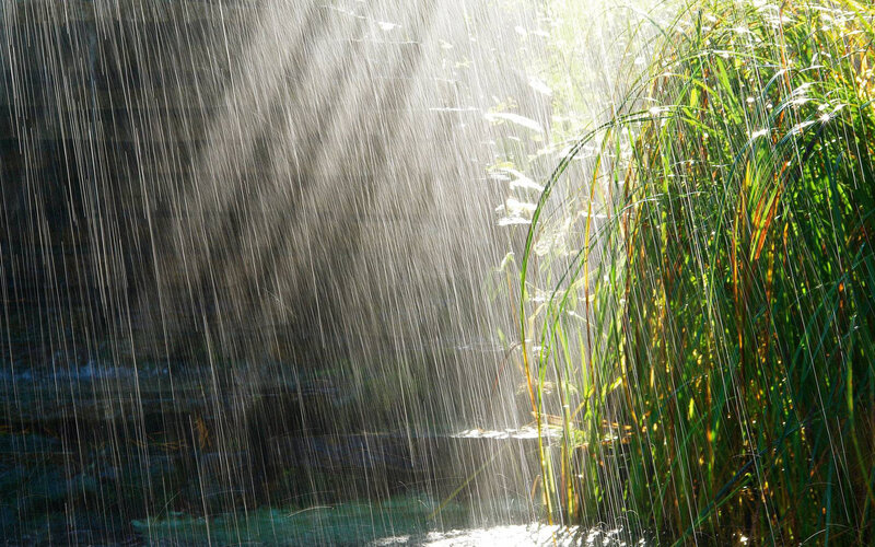 Rain Falling on Reeds — Green, Dramatic