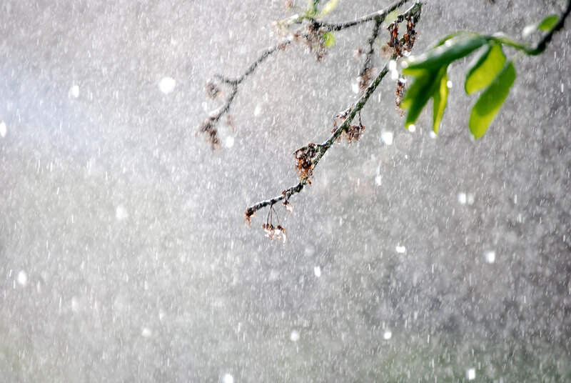 Rain falling on tree branch