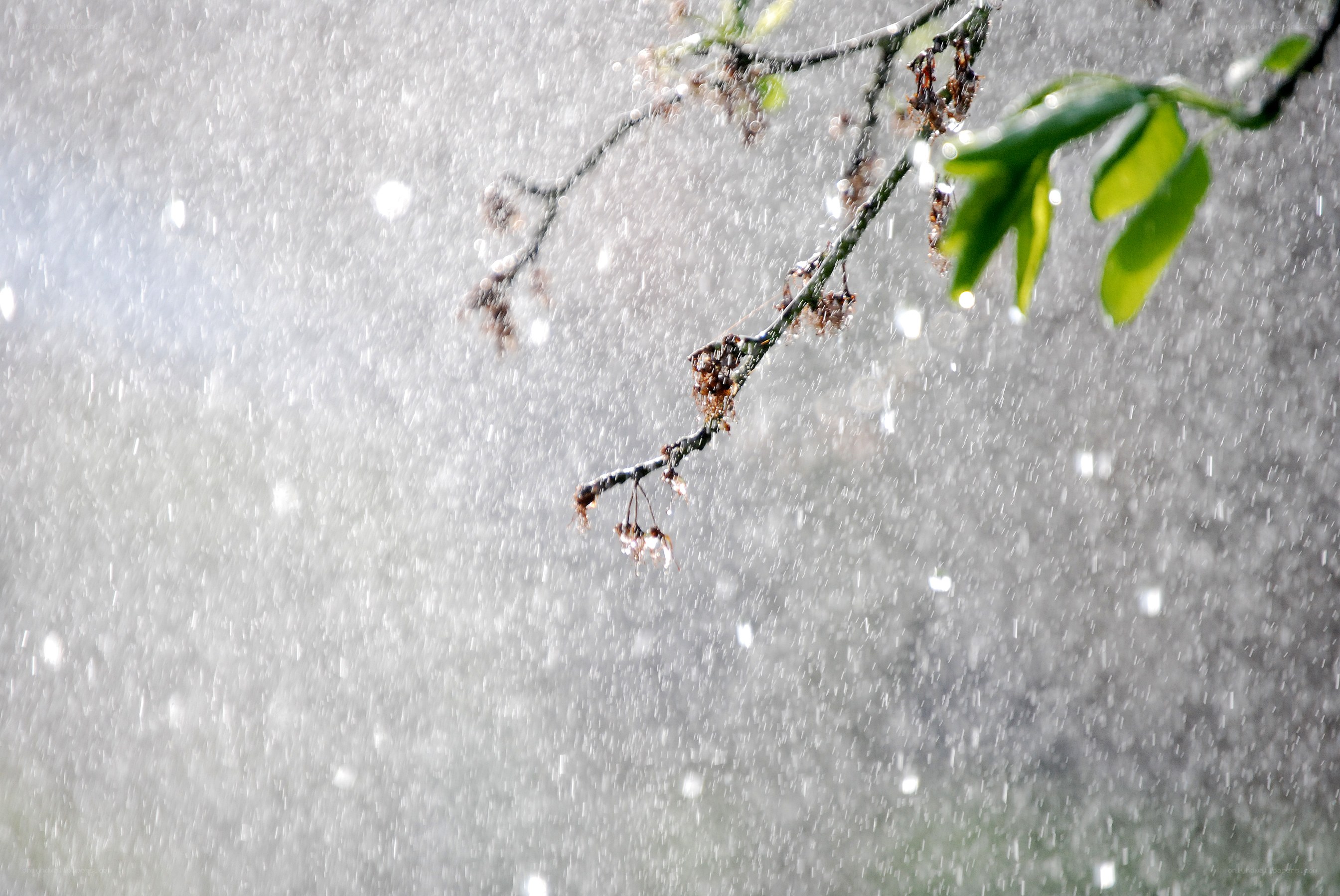 Rain falling on tree branch