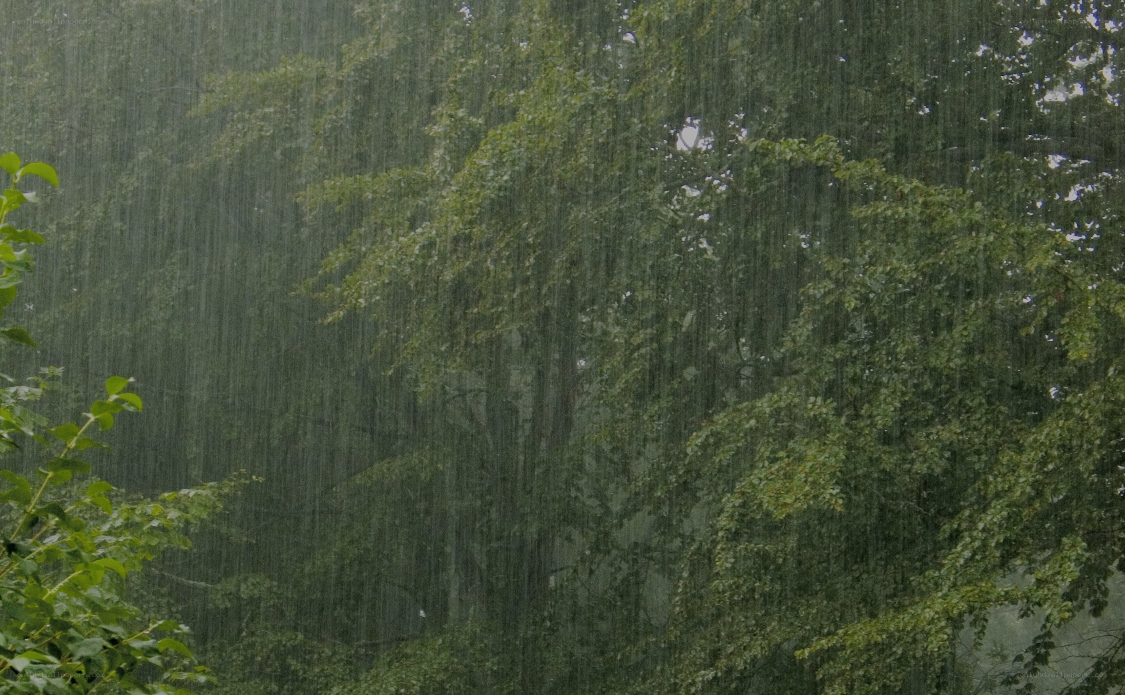 Rain falling on trees