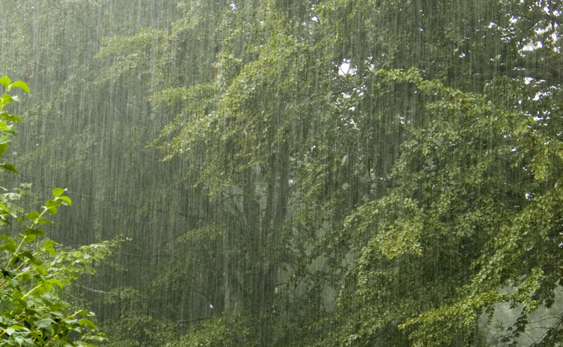 Rain Falling on Trees — Green, Calm