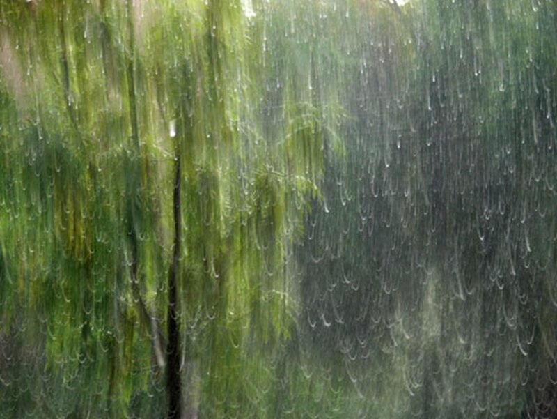 Rain Falling on Trees — Green