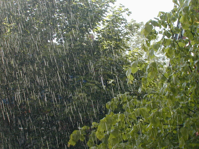 rain falling on trees