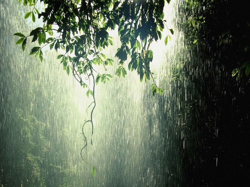 Rain in a lush forest