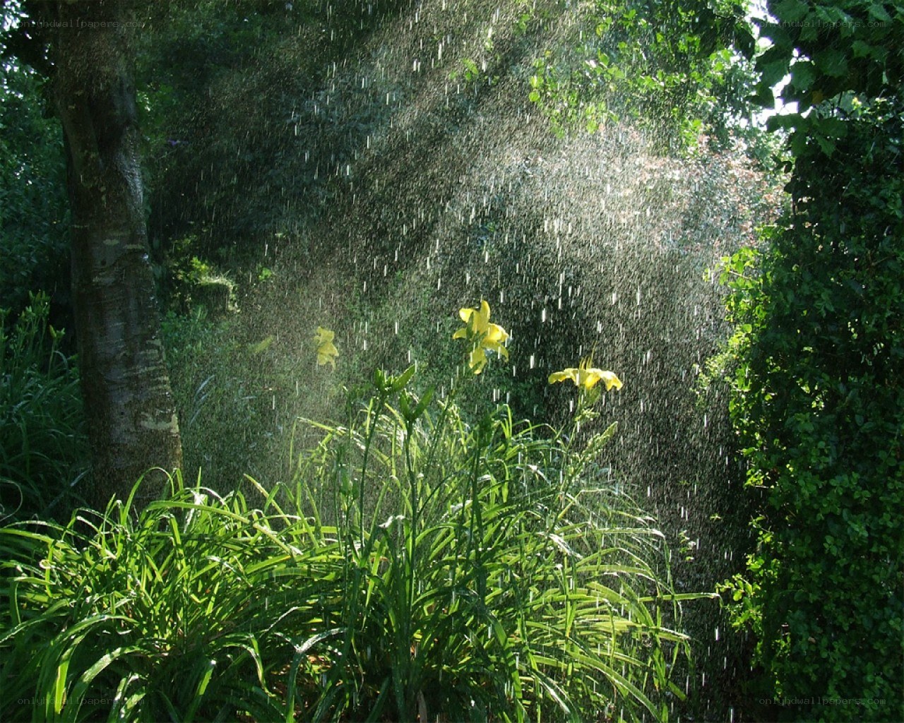 Rain in a lush garden