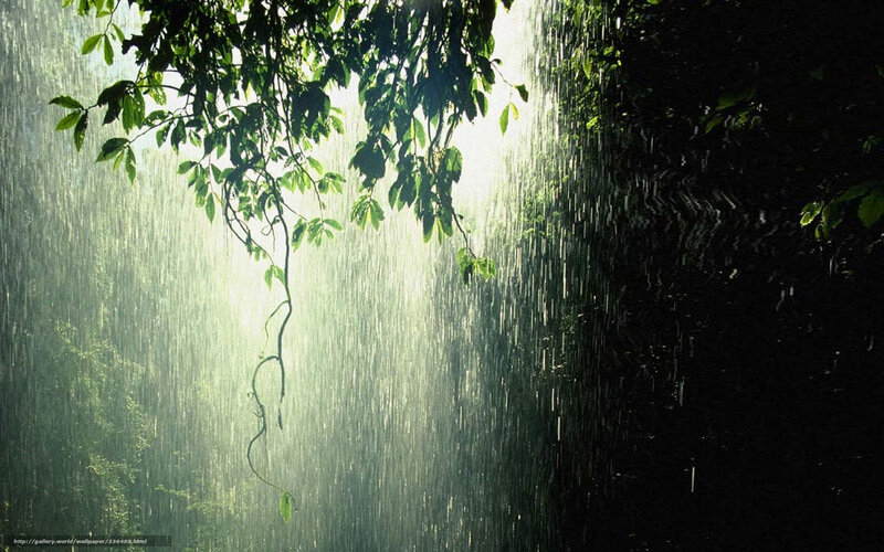 Rain in the jungle