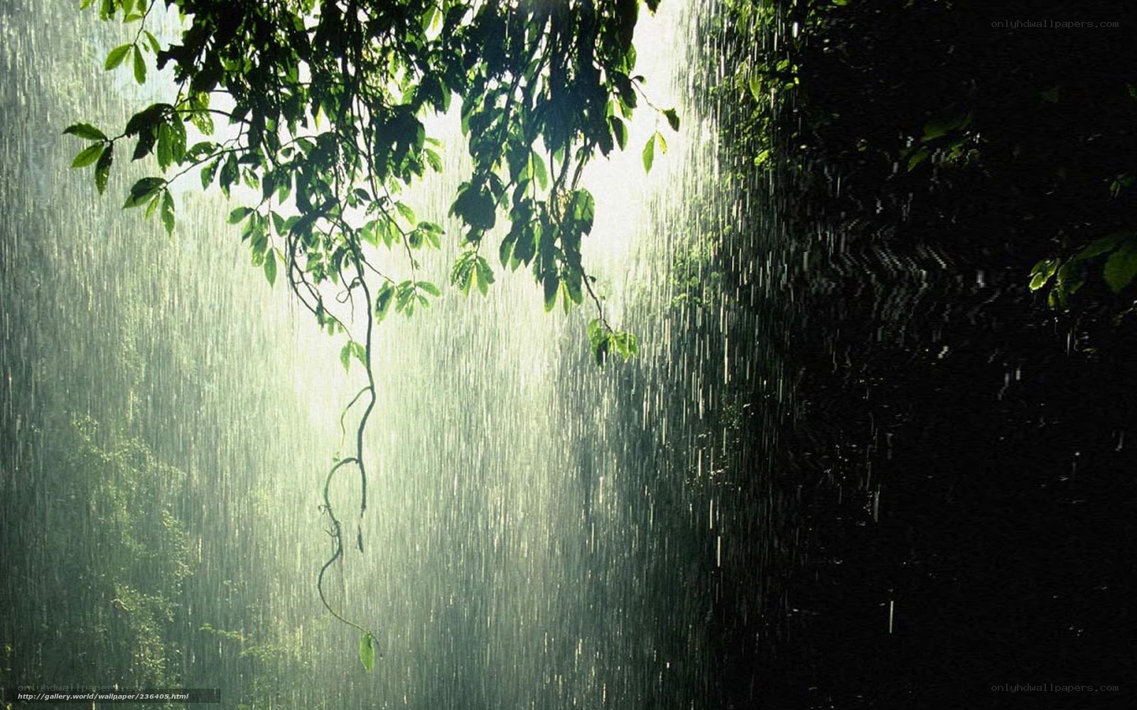Rain in the jungle
