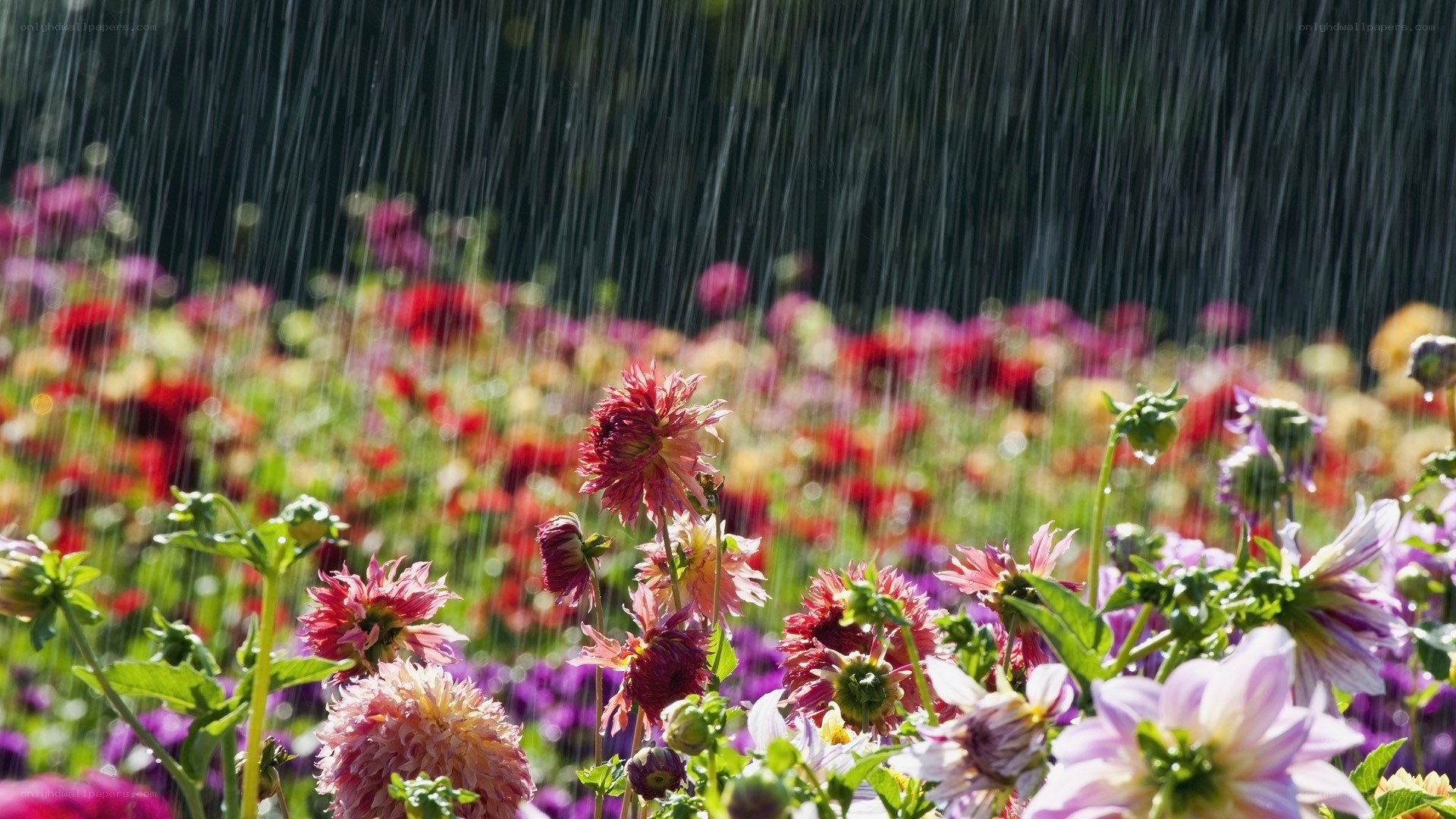 Rain on a flower garden
