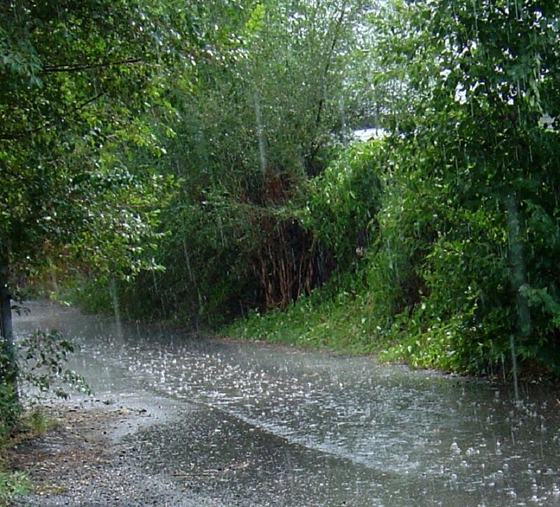 Rain on a Forest Path