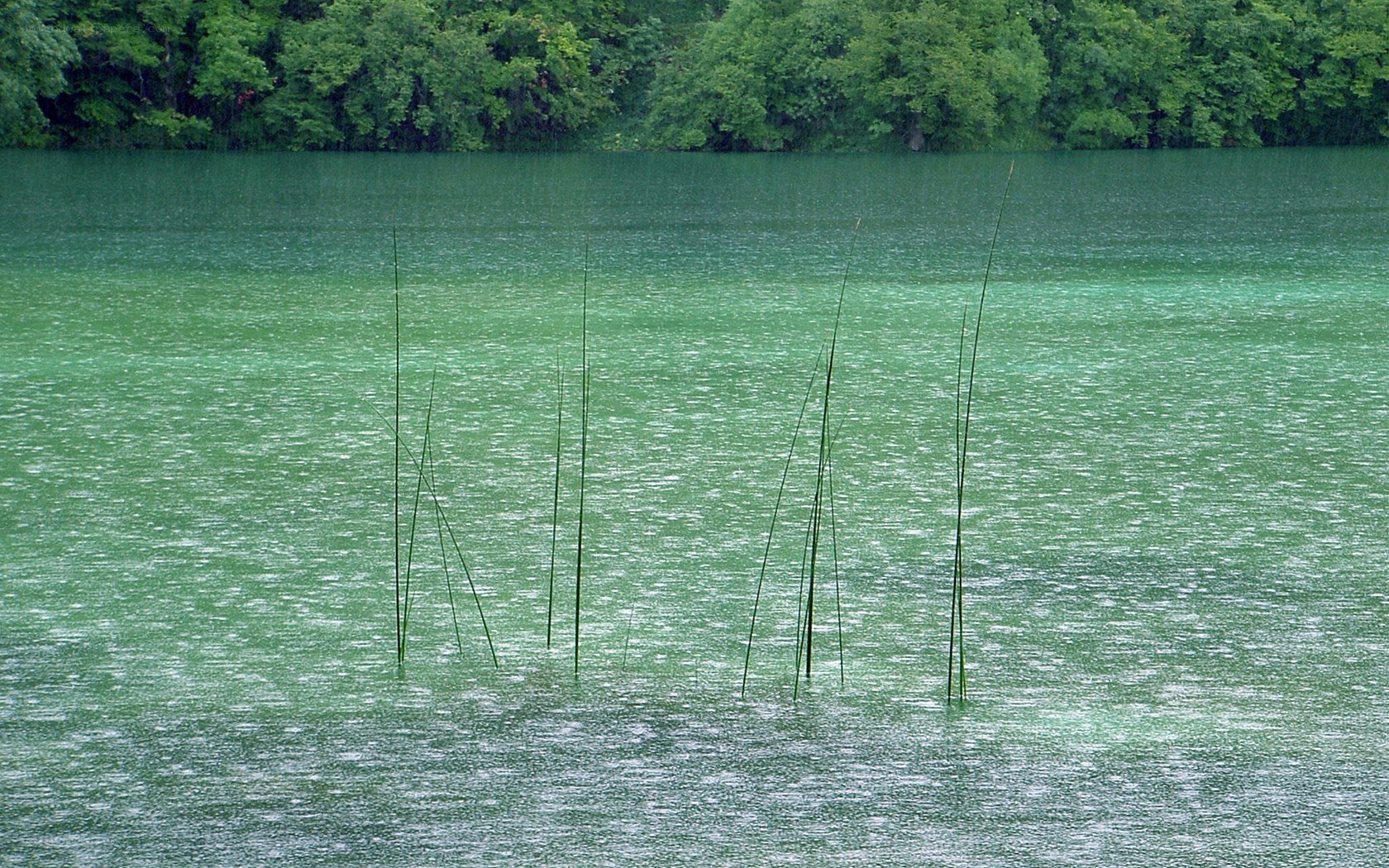 Rain on a green lake
