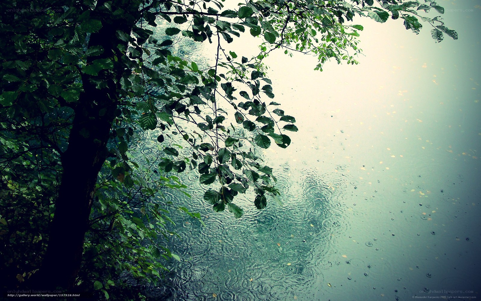 Rain on a lake with tree branches