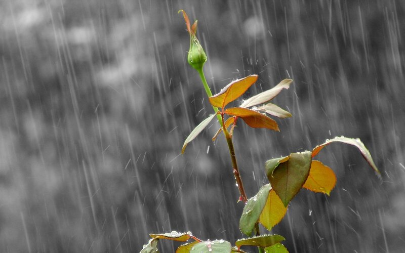 Rain on a rosebud