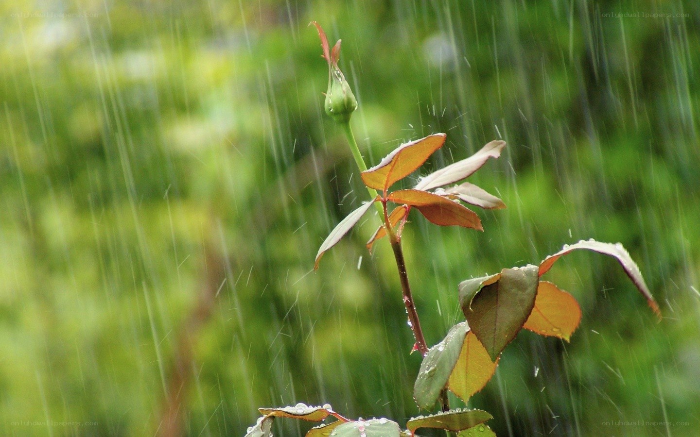 Rain on a rosebud