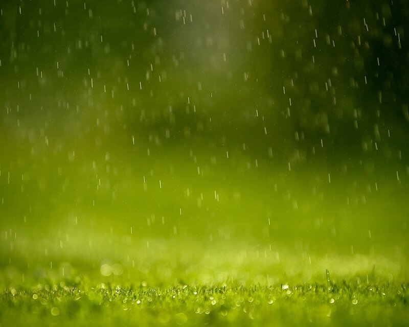 rain on green grass