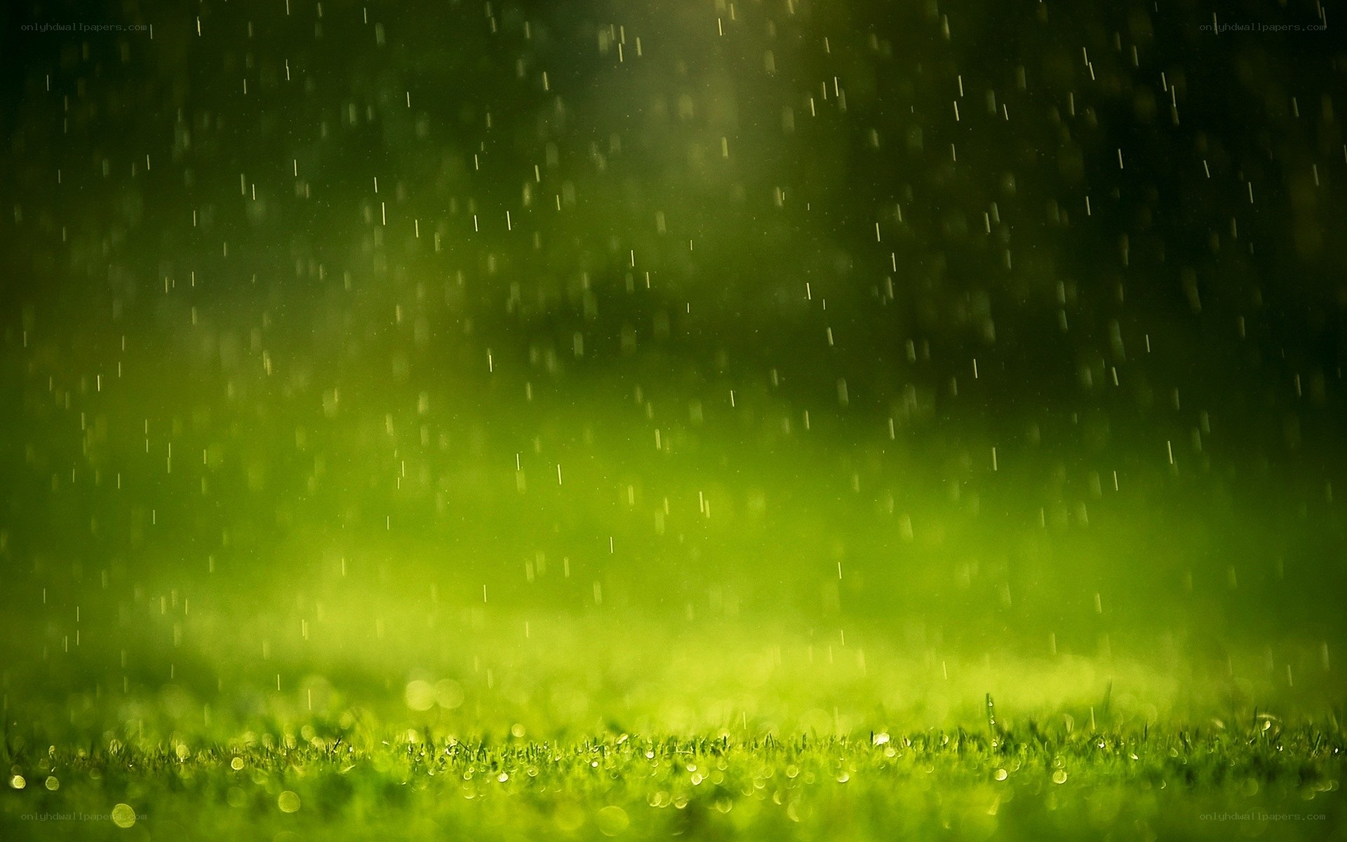 rain on green grass