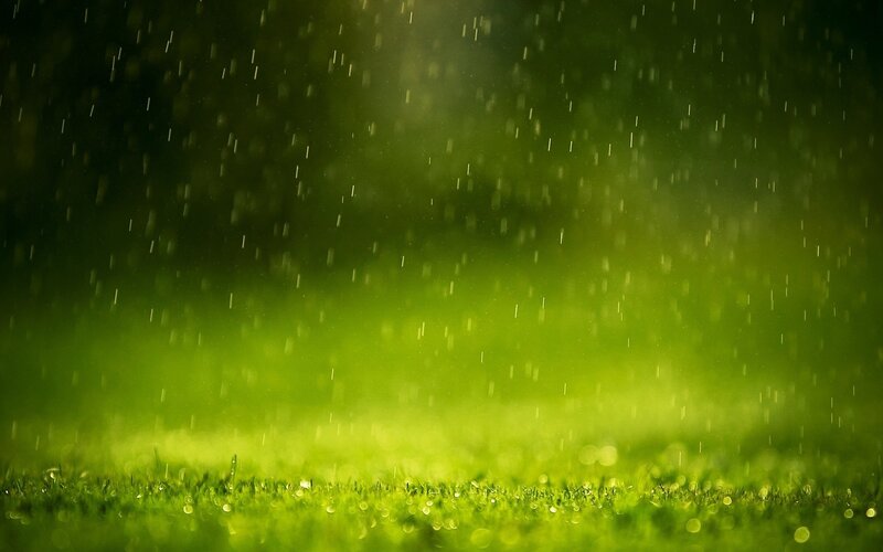 Rain on Green Grass — Calm, Photograph