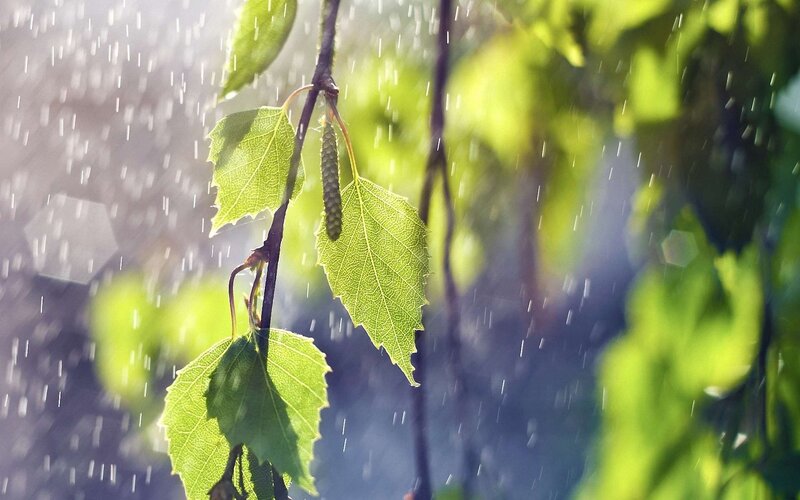 Rain on green leaves