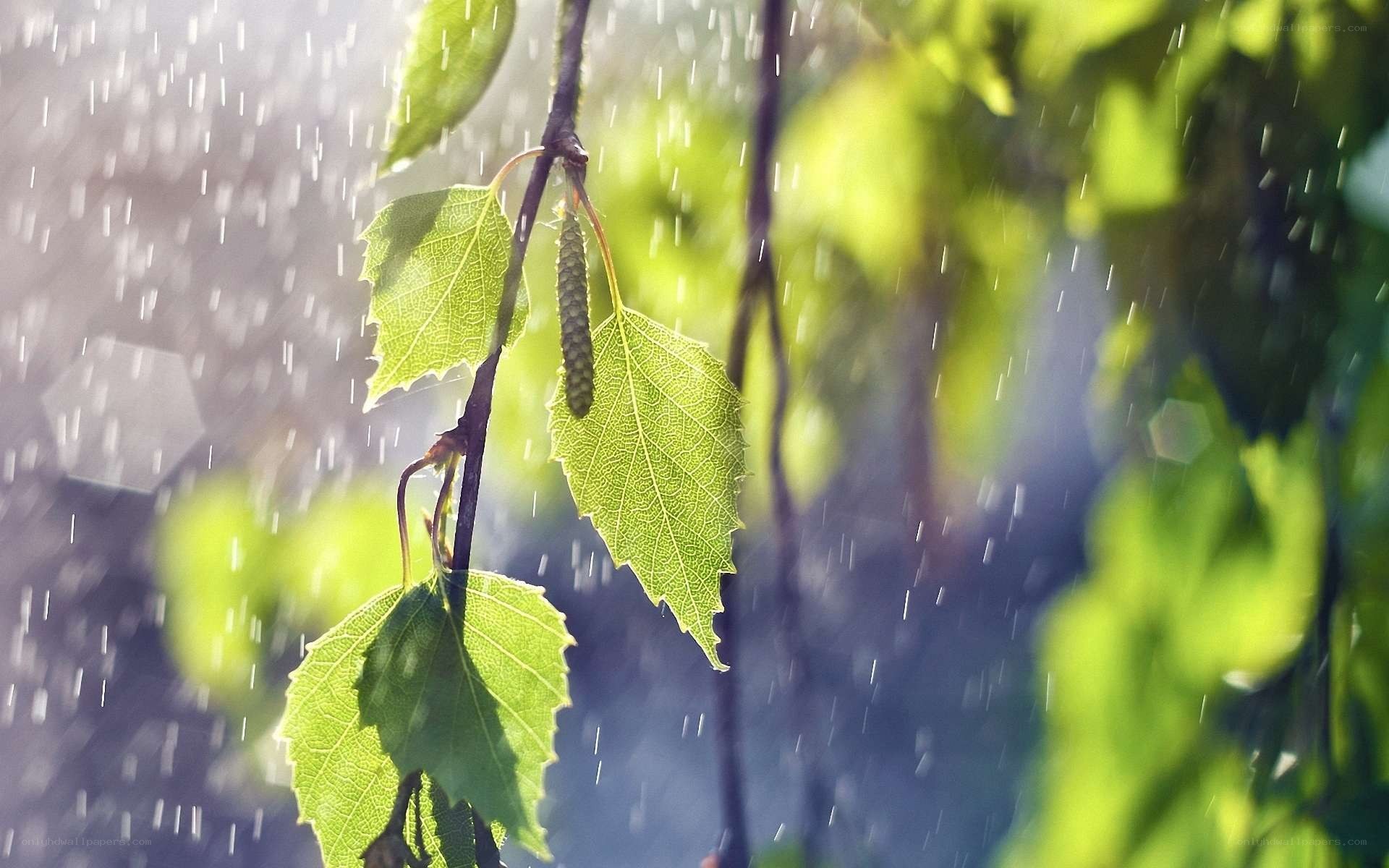 Rain on green leaves