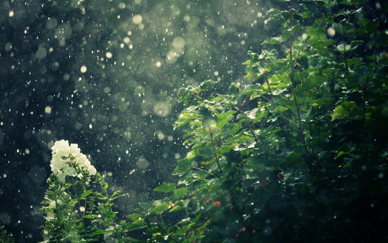 Rain on green plants and white flower