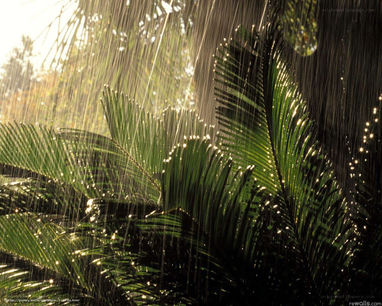 Rain on palm leaves