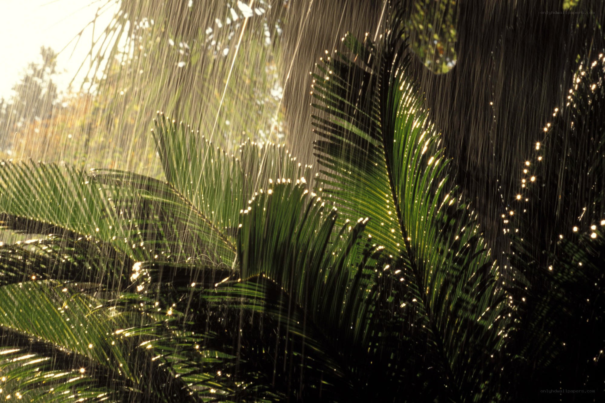 Rain on palm leaves