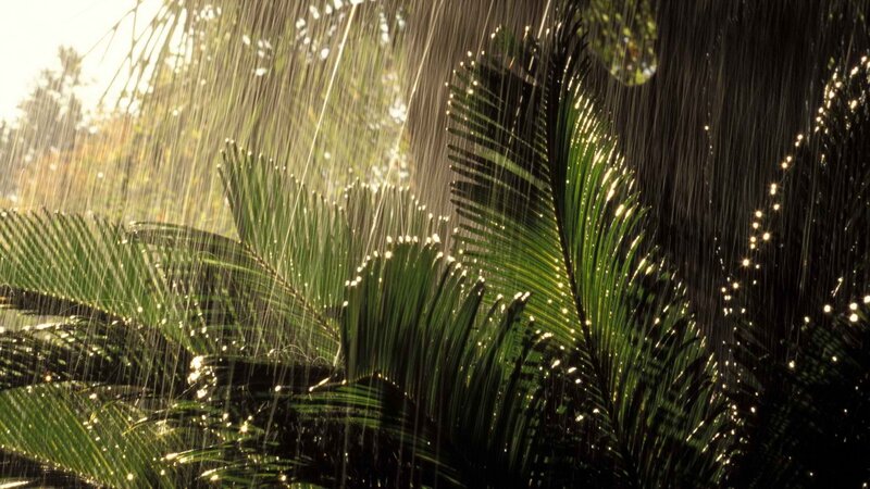 Rain on palm leaves