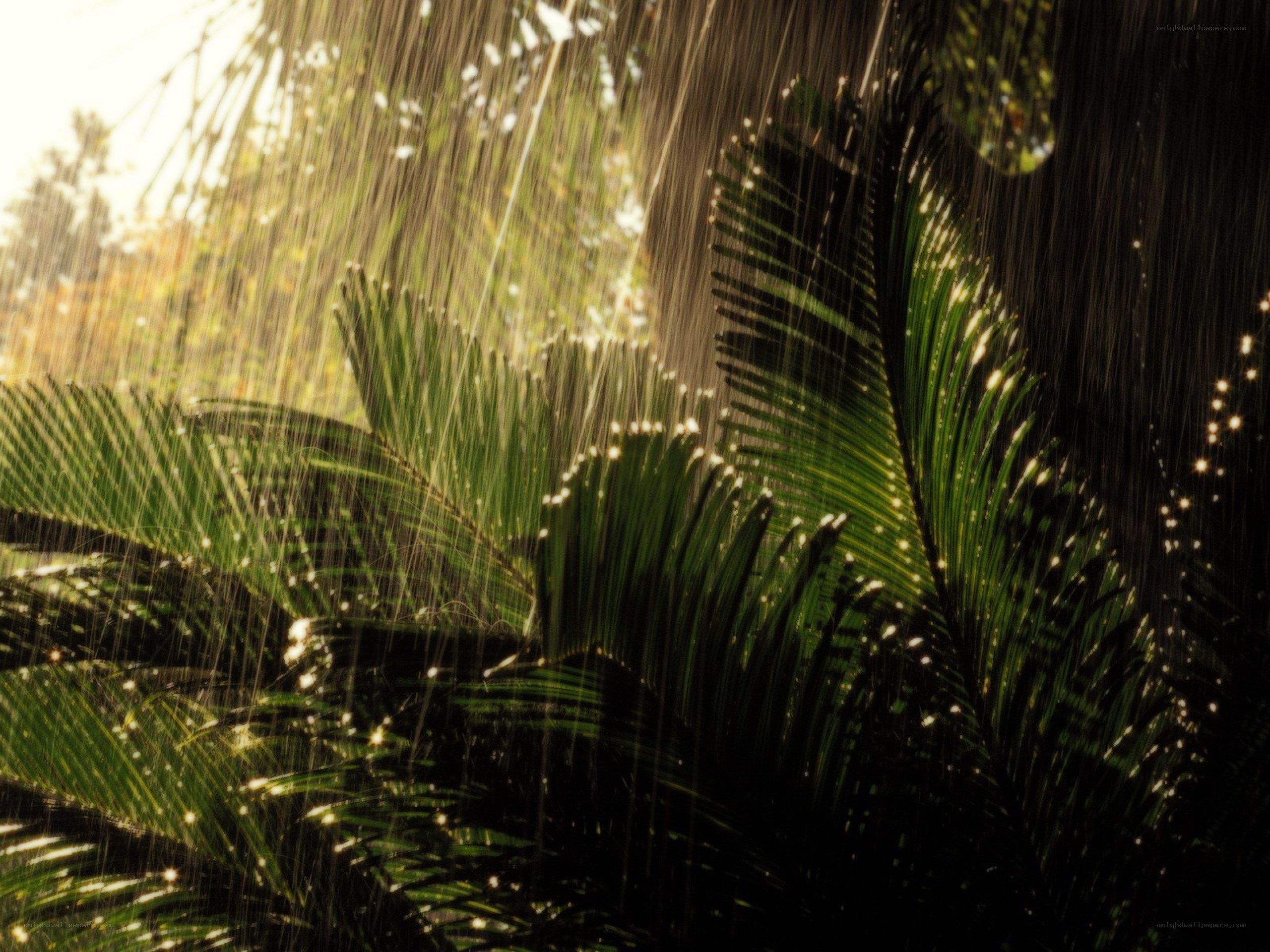 Rain on palm leaves