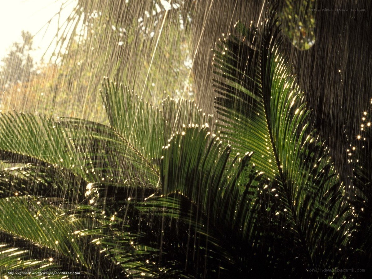 Rain on palm leaves