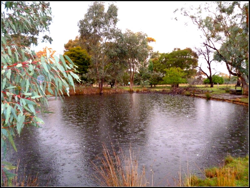 Rain on Pond Surface
