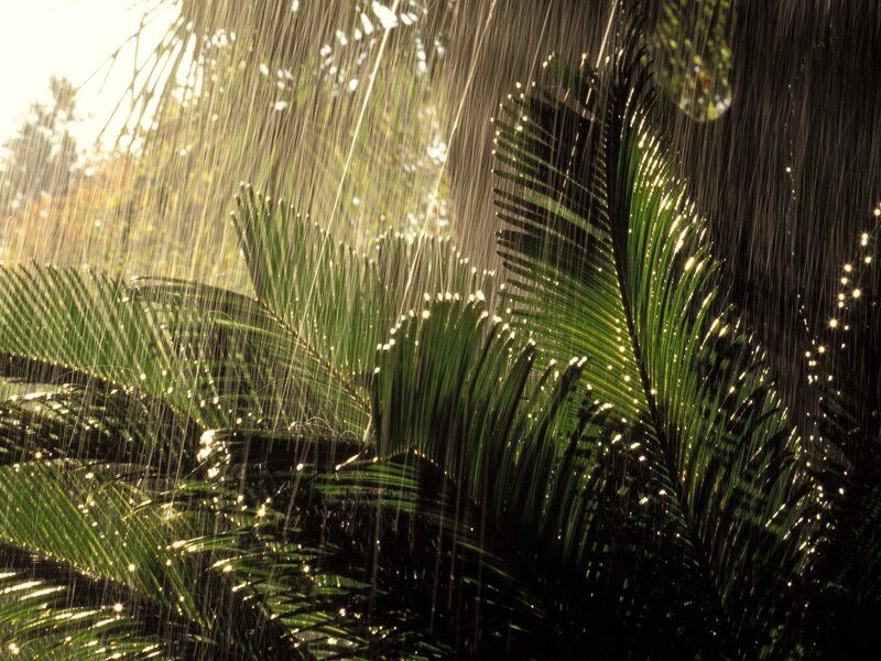 Rain on tropical leaves