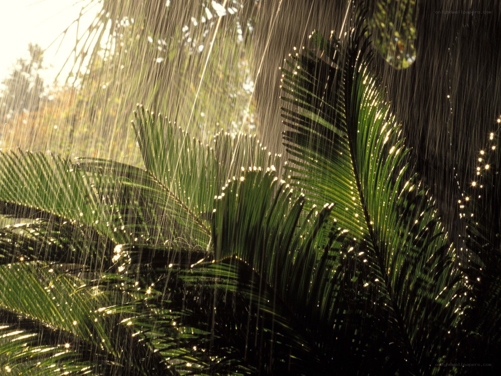 Rain on tropical leaves