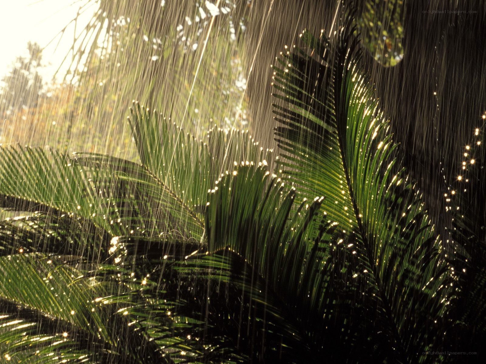 Rain on tropical leaves