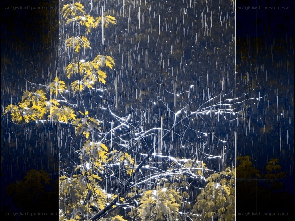 Rain on yellow leaves at night