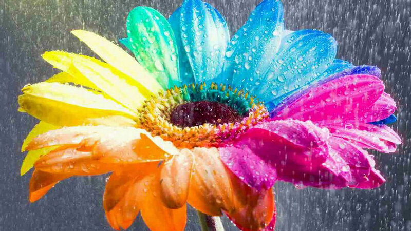 Rain-soaked Daisy Flower