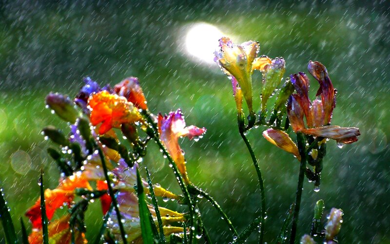Rain-soaked Flowers