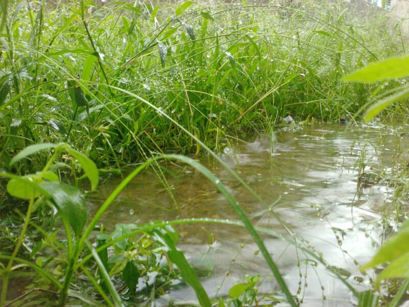 Rain-soaked Grass and Water