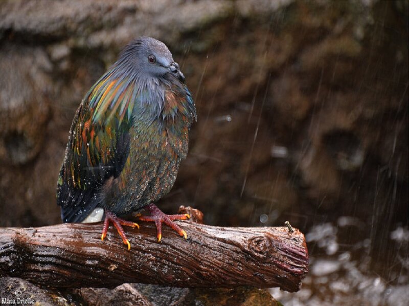 Rain-soaked Pigeon on Branch