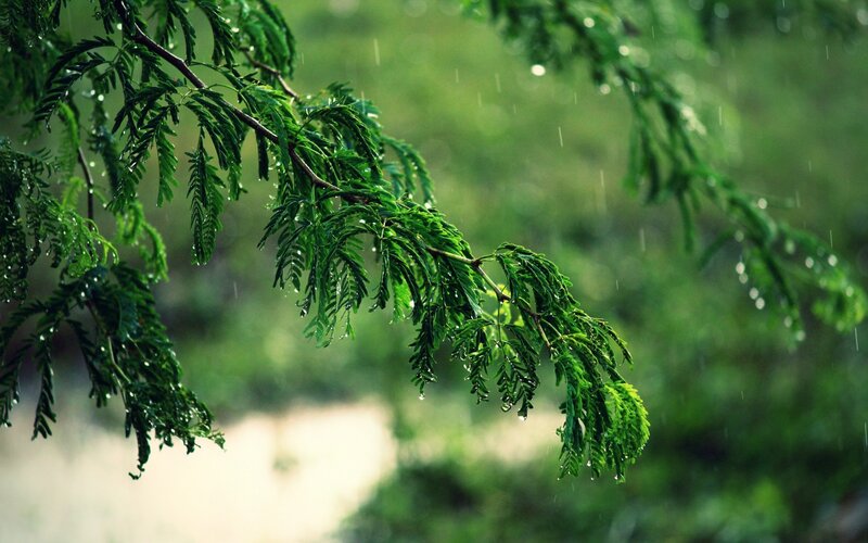 Rain-soaked Tree Branch