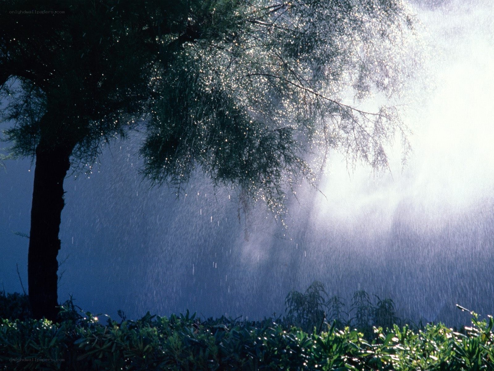 Rain under the tree