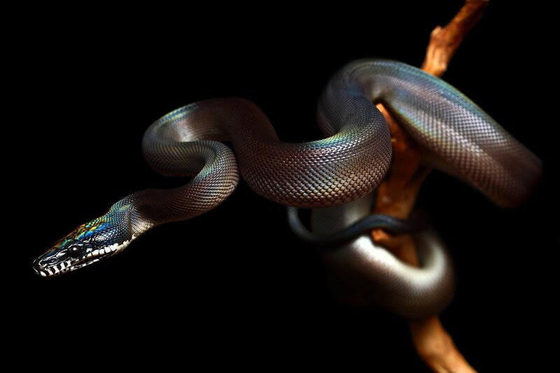 Rainbow Boa Constrictor